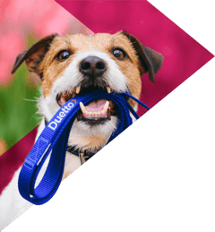 A dog holding a lead with the Duetto logo on.